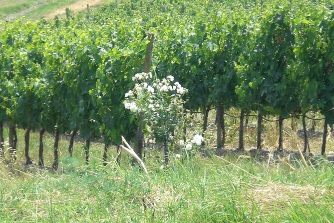 Private day tour to Pompei ,winery, Sorrento from Napoli/Salerno/Amalfi/Positano - Price and value: what you’re paying for, and what to budget extra