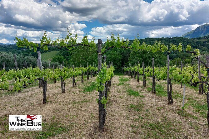 Private Irpinia Wine Tour from POSITANO, AMALFI or RAVELLO - Irpinia Wine Country, Built for an 8-Hour Amalfi Coast Day