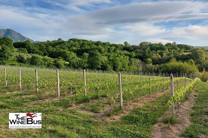 Private Irpinia Wine Tour from POSITANO, AMALFI or RAVELLO - Price and Value: What $404.89 Is Really Paying For