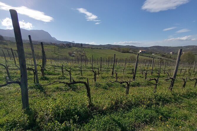 Private Irpinia Wine Tour from POSITANO, AMALFI or RAVELLO - Getting There in Comfort: 8:45am Pickup and a Real Private Ride