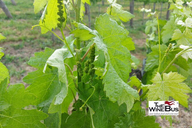 Private Irpinia Wine Tour from Sorrento with sommelier - Key things that make this Irpinia tour worth your time