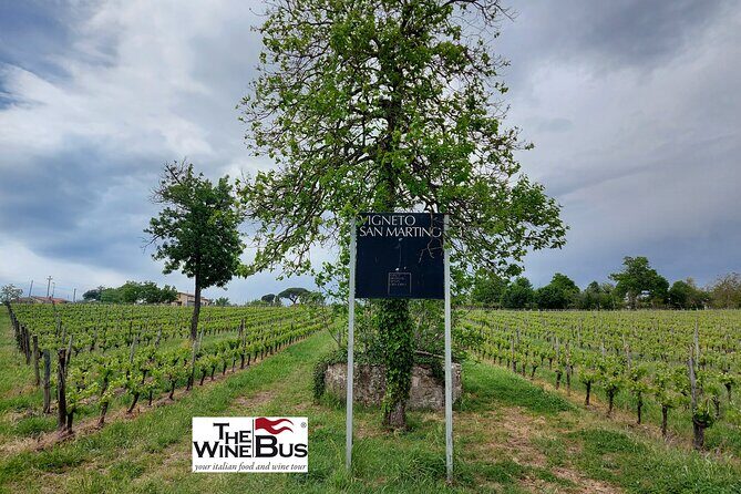 Private Irpinia Wine Tour from Sorrento with sommelier - Why Irpinia feels like a real wine region (not a drive-by)