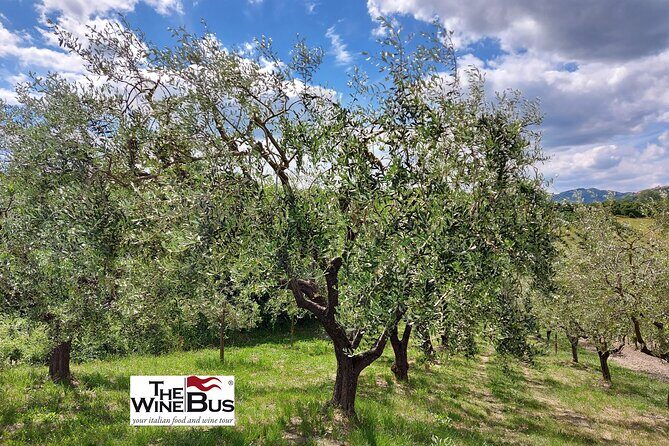 Private Irpinia Wine Tour from Sorrento with sommelier - Montemiletto lunch pause: how to make the gap useful