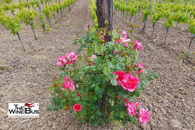 Private Irpinia Wine Tour from Sorrento with sommelier - The food pairing and wine flow: what 6 glasses really means