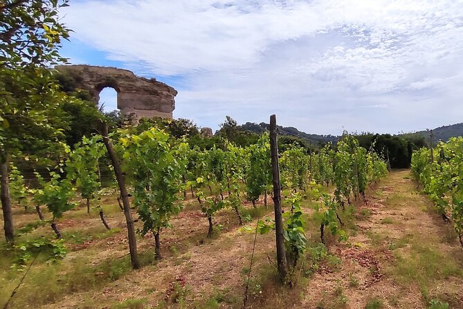 Private Natural Wine Vs Byodinamic and Organic Wine Tour - Getting from Naples to Campania’s volcanic wine zone
