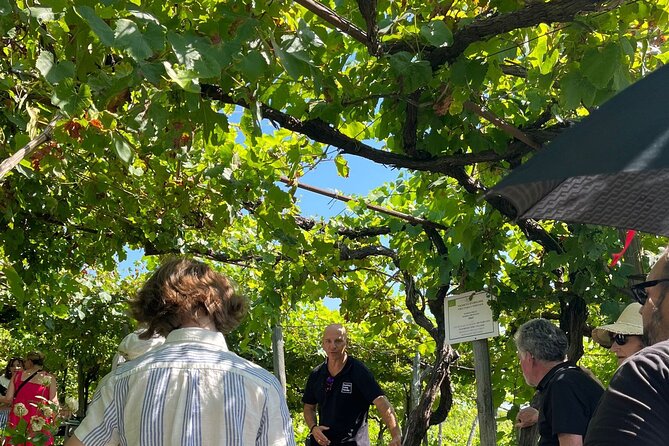Private Natural Wine Vs Byodinamic and Organic Wine Tour - Andrea’s sommelier coaching and the Wine Aroma Set