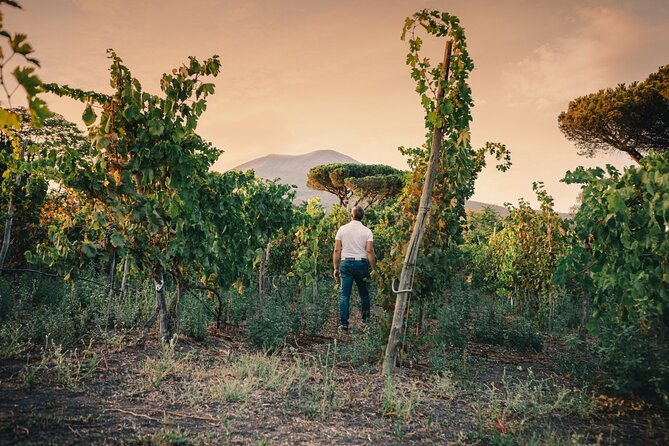 Private Natural Wine Vs Byodinamic and Organic Wine Tour - Who this Naples natural wine tour is best for