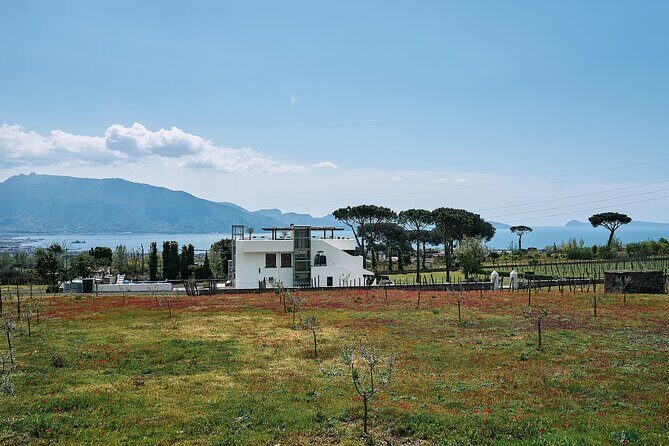 Private Pompeii Tour with Wine Tasting Experience - Who this Pompeii and Vesuvius wine tour is best for