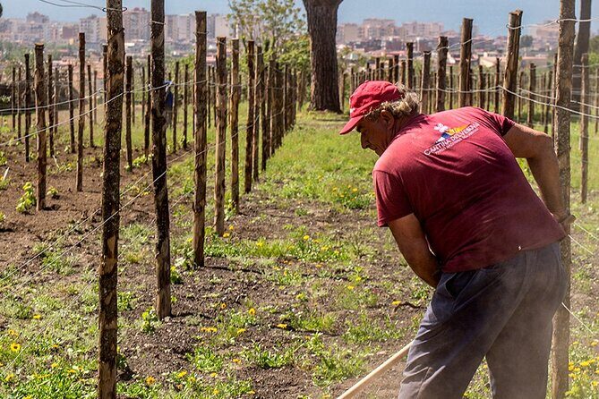Private Pompeii Tour with Wine Tasting Experience - Should you book this private Pompeii tour with wine tasting?