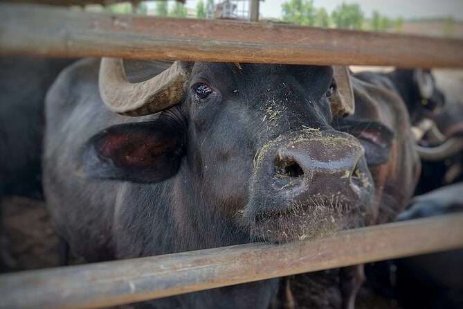 Private Tour from Sorrento/Positano to Paestum and Mozzarella tour - The Barlotti buffalo and mozzarella stop: where the day turns edible