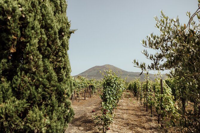Private Tour in Pompeii and Vesuvius - Volcanic-Soil Products and the Taste of the Day