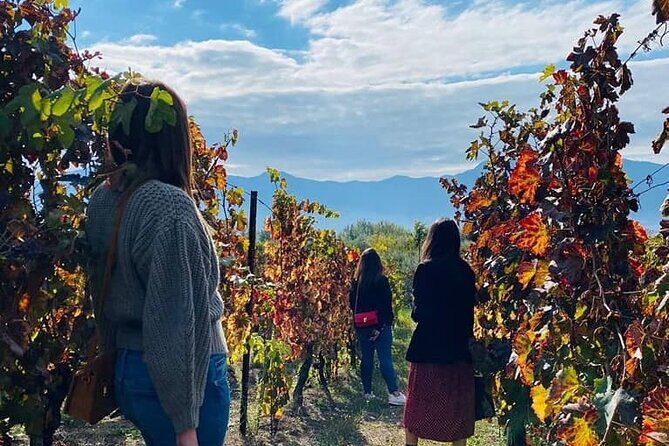 Private Tour in Pompeii Ruins and Pompeii City Center Winery - Who this tour suits best (and who may want a different plan)