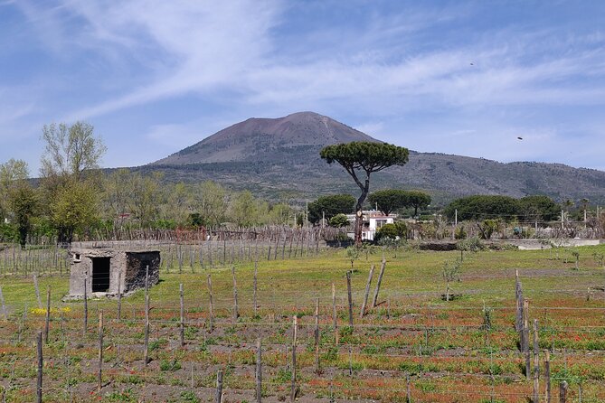 Private Tour Pompeii and Herculaneum - Pompeii and Herculaneum in one day: what the private setup gives you
