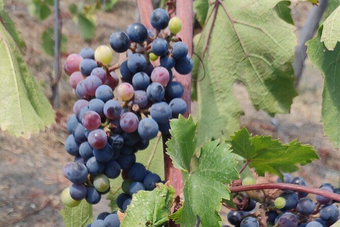 Private Tour Pompeii and Winery - The Mount Vesuvius Stop: A Guided Vineyard Walk at Bosco de Medici