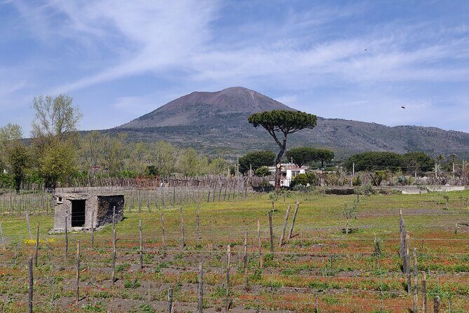 Private Tour Pompeii, Vesuvius and Herculaneum - Price and value: what $459.19 per person really buys
