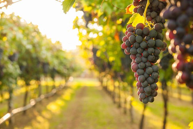 Private Tour: Pompeii & Wine Tasting at the Slopes of Mt Vesuvius - Naples to Pompeii, then wine country: the value in the routing