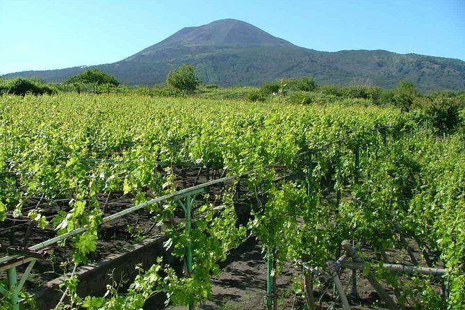 Private Tour: Pompeii & Wine Tasting at the Slopes of Mt Vesuvius - Price and what’s included: is $564.33 per person worth it?