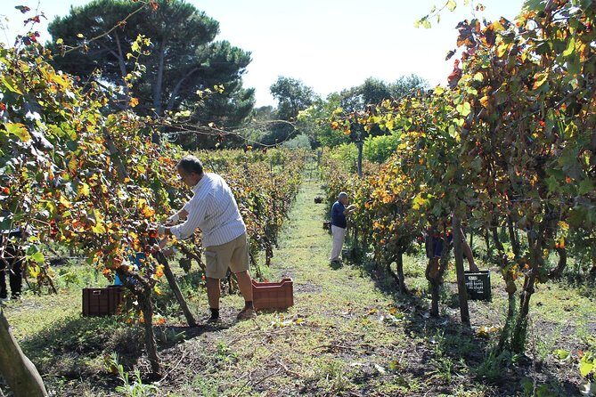 Private Tour: Pompeii & Wine Tasting at the Slopes of Mt Vesuvius - The Pompeii walk map: forum, baths, temples, and the everyday city