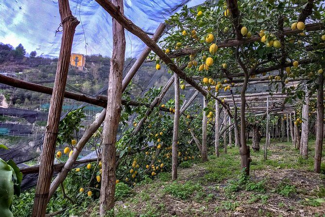 Private Tour: The Path of the Lemons - Finishing at Spiaggia di Minori: a 30-minute coastal reset