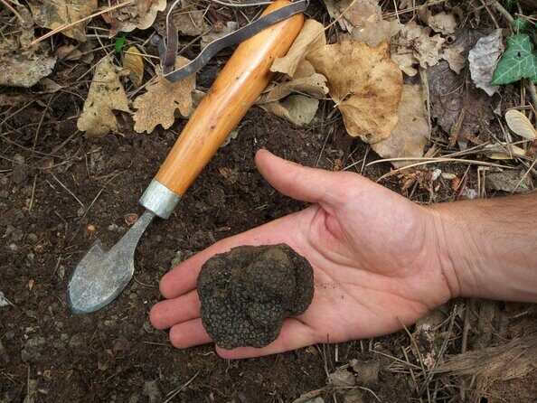 Private Tour: Truffle-Hunting Experience from Sorrento with Lunch - Truffle Hunting Far Off the Main Tourist Track from Sorrento