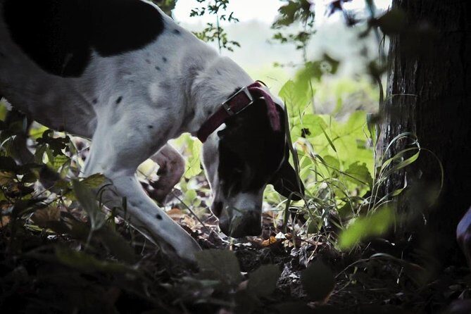 Private Tour: Truffle-Hunting Experience from Sorrento with Lunch - Meet Your Truffle Hunter and Dogs: Watching the Hunt Start