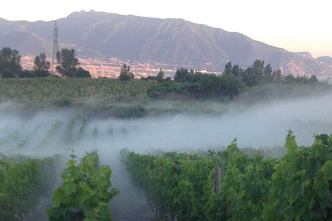 Private Wine Tour,lunch,8 wines, dedicated sommelier and trasport - The itinerary in plain English