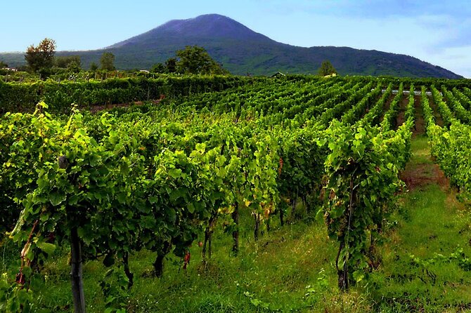 Private Wine Tour,lunch,8 wines, dedicated sommelier and trasport - Optional off-the-beaten-track vineyard segment tied to 79AD