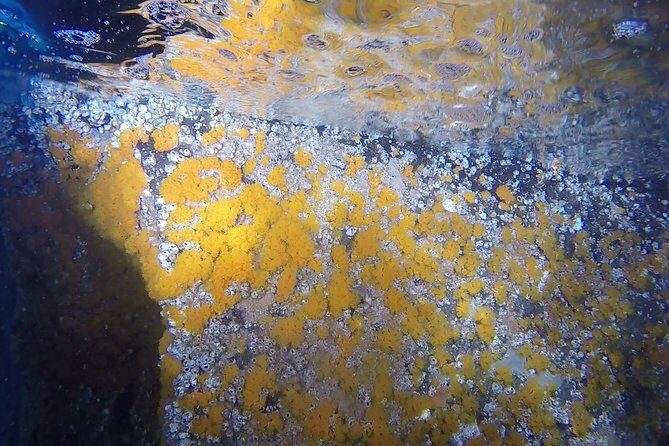 Snorkeling among the Underwater Caves of Ischia Ponte - CO2 Bubbles by Aragonese Castle: The Science Moment You Can Actually Watch
