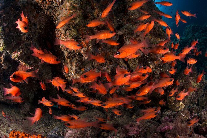 Snorkeling with Marine Biologist Expert from Sorrento - How the Punta Campanella Snorkel Tour Works in About Four Hours