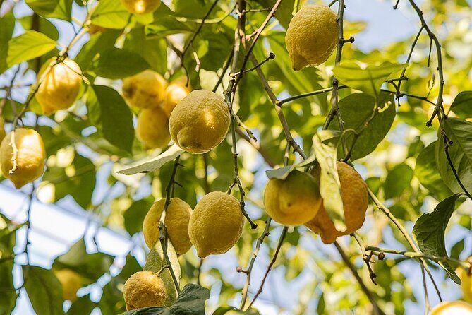 Sorrento Ape Tour, Lemon Garden, Mozzarella Show & Pizza Class - How the full day stays balanced (even with a food focus)