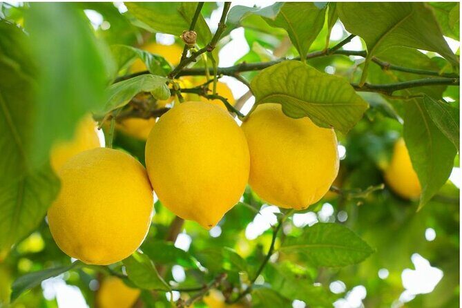 Sorrento: at the Vivaio by E-Bike with Limoncello Tasting - Key highlights you’ll notice fast
