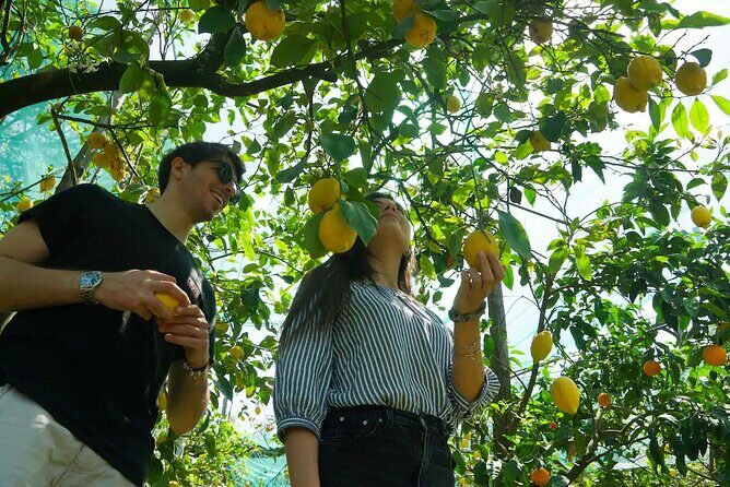 Sorrento: Authentic Lemon Experience at a Farm with Tastings - Key Highlights You’ll Actually Feel