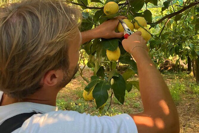 Sorrento: Authentic Lemon Experience at a Farm with Tastings - What’s Included: Picking Lemons, Lemonade, Marmalade, Limoncello