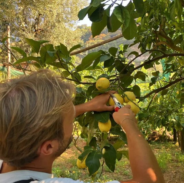 Sorrento: Authentic Lemon Experience in a Farm with Tastings - Key highlights you’ll actually care about