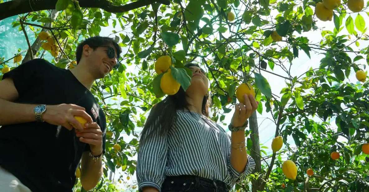 Sorrento: Authentic Lemon Experience in a Farm with Tastings - Lemon picking in Piano di Sorrento: basket, pruning scissors, and orchard time