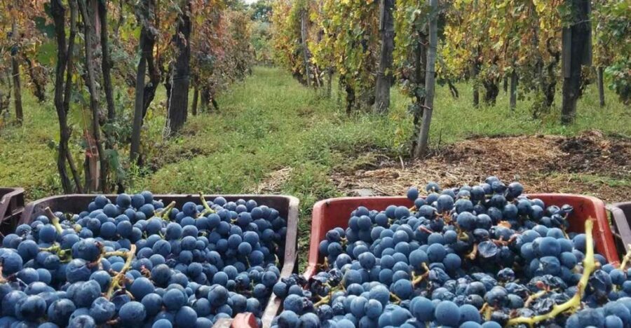 Sorrento: Family Farm Experience with Lunch - Lemon trees, olive groves, and vineyards: what you’ll see on the farm walk