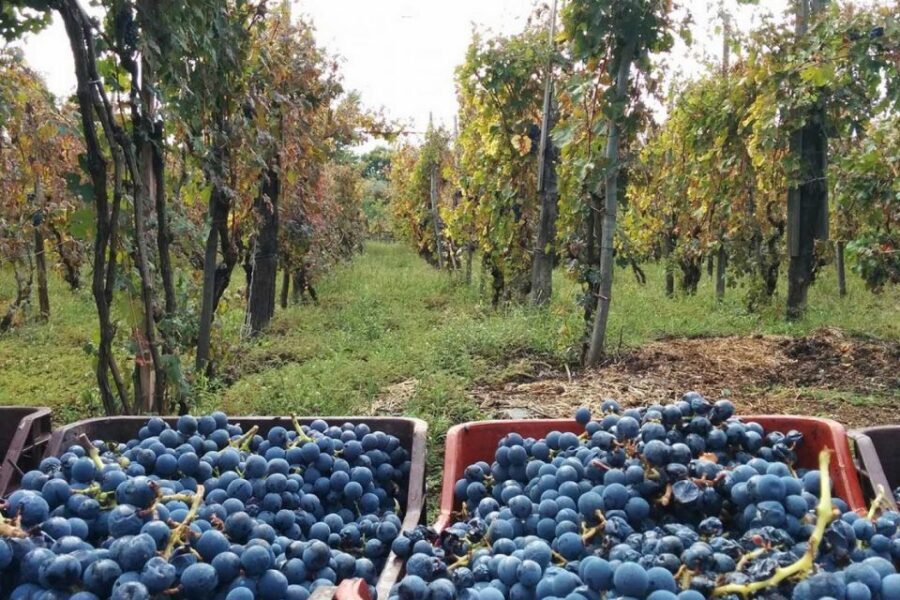 Sorrento: Family Farm Experience with Lunch - Getting from Sorrento: where you meet and how the day flows