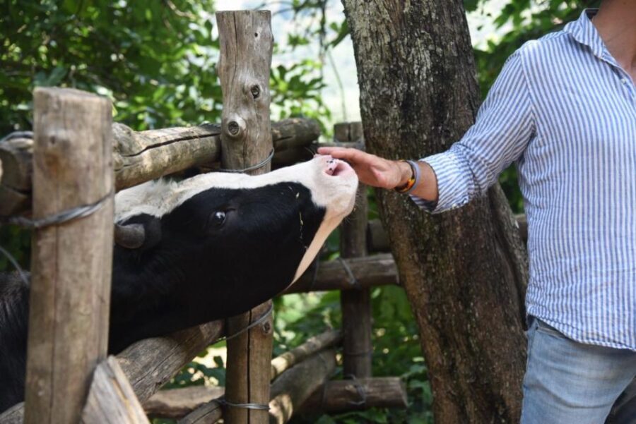 Sorrento Farm Experience: Pizza, Cheese, Wine & More - Final Word: Should You Book This Sorrento Farm Experience?