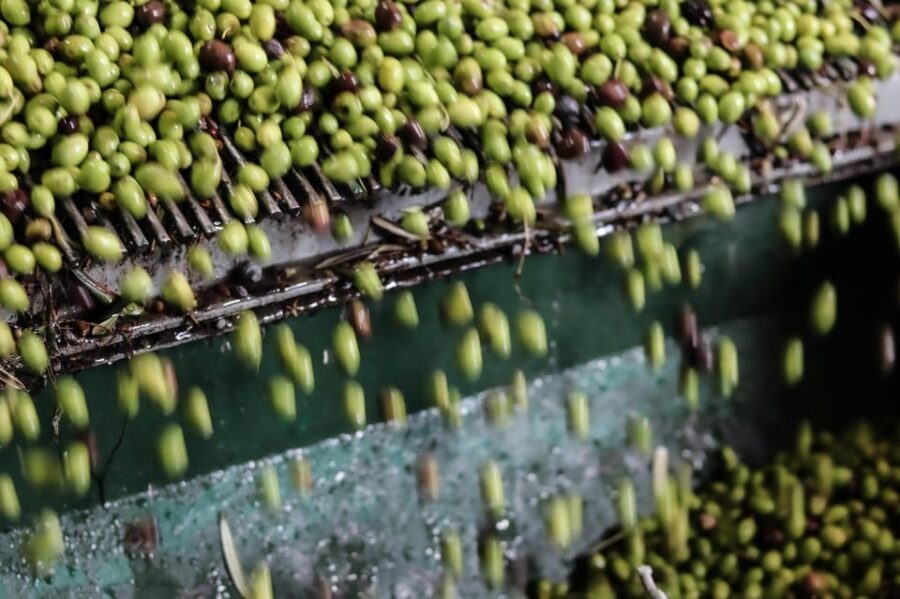 Sorrento: Guided Olive Mill Visit with Tastings - Inside Frantoio Gargiulo: What the Guided Mill Visit Feels Like
