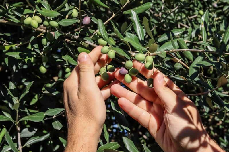 Sorrento: Guided Olive Mill Visit with Tastings - Balsamic Glaze, Millefiori Honey, and Citrus Marmalades