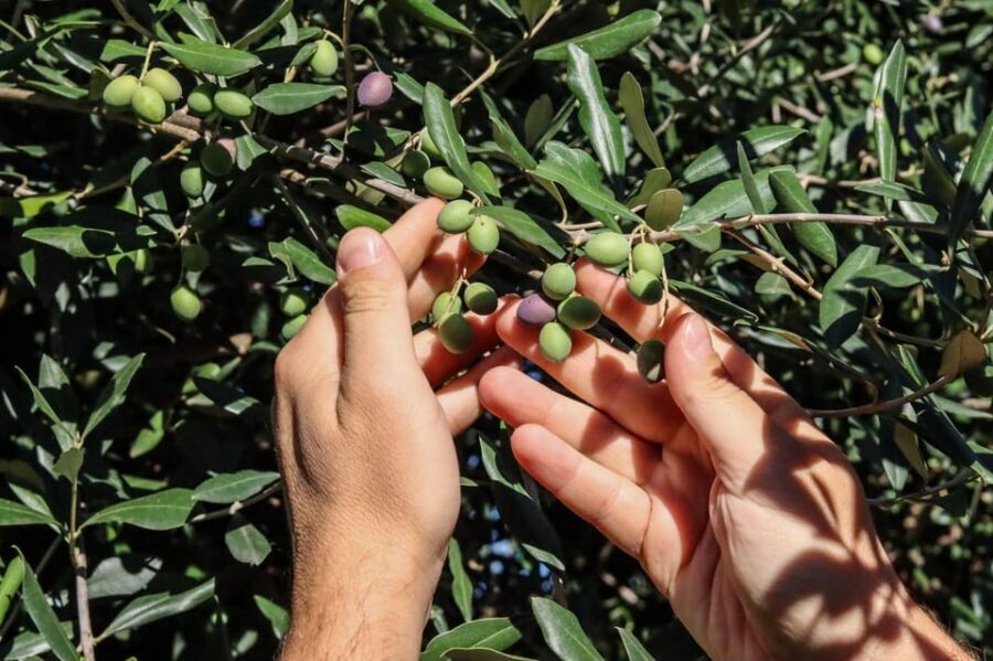 Sorrento: Guided Olive Mill Visit with Tastings - Price and Value: Why $50 Can Feel Fair Here