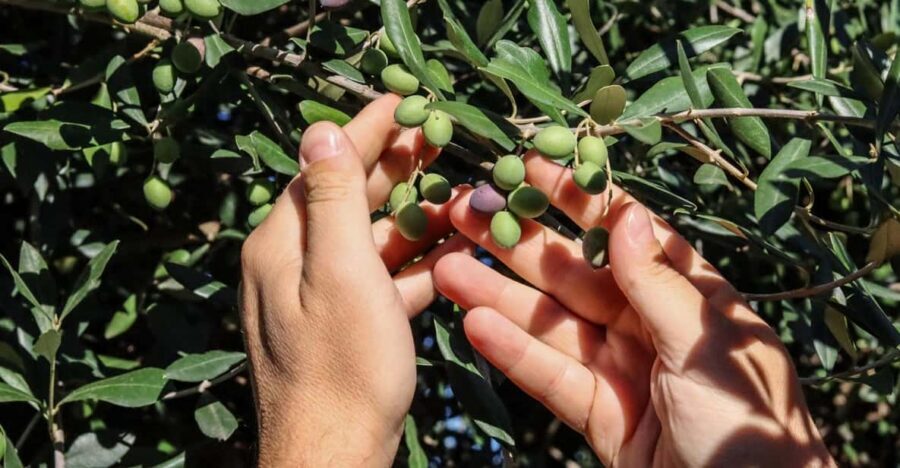 Sorrento: Guided Olive Mill Visit with Tastings - What to Buy and How to Use It After the Tour