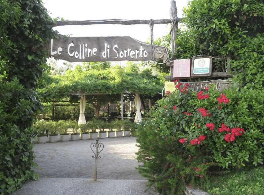 Sorrento: Lemon Garden Guided Tour with Tastings - Key Points You Should Know Before You Go