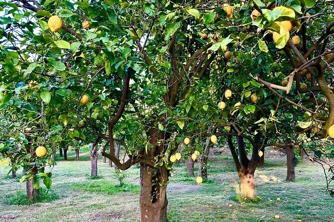 Sorrento Lemon Grove Experience with Local Product Tasting - Where lunch or dinner fits: keep the lemon theme going