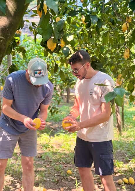 Sorrento: Lemon Picking & Tasting Tour - Sorrento lemon picking feels simple, but it’s not just a gimmick