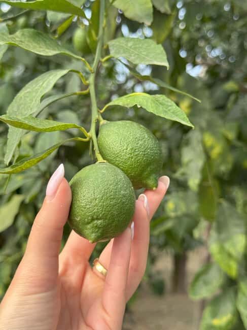 Sorrento: Lemon Picking & Tasting Tour - Pick your own lemons: scissors, basket, and photo-worthy trees
