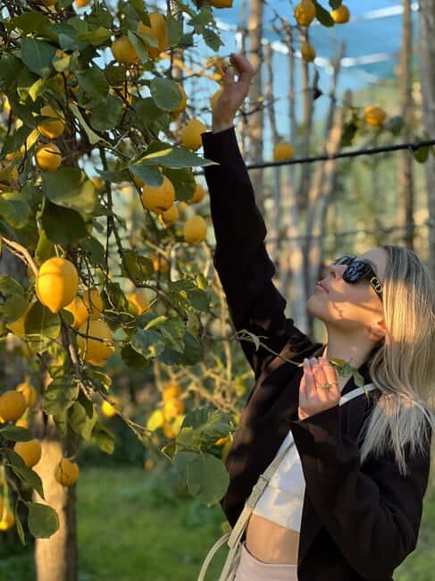 Sorrento: Lemon Picking & Tasting Tour - From tree to lemonade: the tasting sequence that actually makes sense
