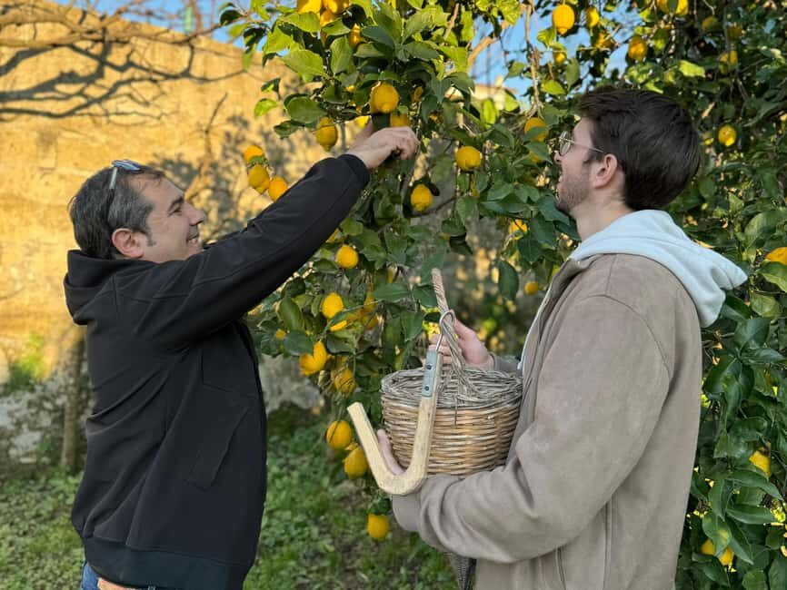 Sorrento: Lemon Picking & Tasting Tour - Who this tour suits best (and who might want another option)