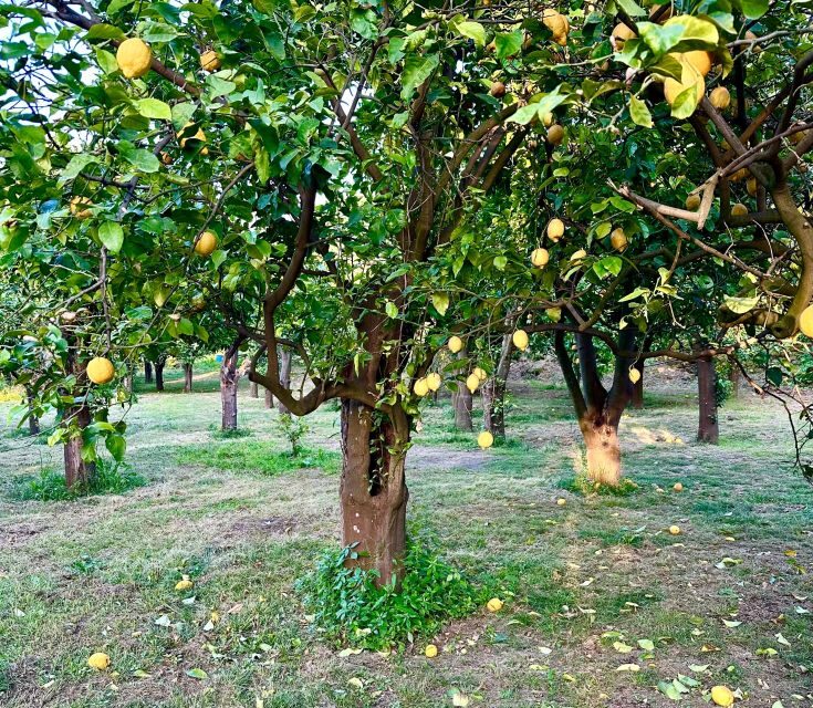 Sorrento Lemon Tour - Key points you’ll care about