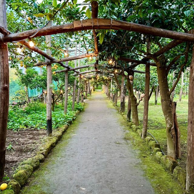Sorrento Lemon Tour - What the cultivation show actually teaches you